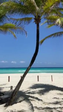 Playa del Carmen Sahili 'nde rüzgarlı bir günde palmiye ağaçları. Yüksek kalite 4k görüntü
