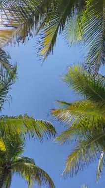 Playa del Carmen Sahili 'nde rüzgarlı bir günde palmiye ağaçları. Yüksek kalite 4k görüntü