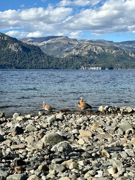 Cauquenes, Villa Trafuel, Neuquen 'deki Lago Traful sahilinde. Arjantin. Yüksek kalite fotoğraf