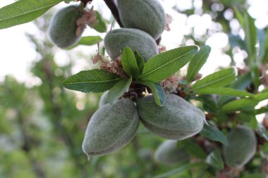 Mendoza, Valle de Uco 'da bir ağaçta olgunlaşmamış Guara bademleri. Arjantin. Yüksek kalite fotoğraf