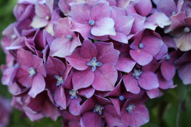 Güzel pembe bir ortanca çiçeği. - Evet. Yüksek kalite fotoğraf
