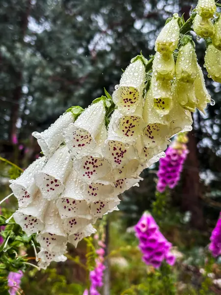 Digitalis purpurea çiçeği veya Villa Alpina, Cordoba 'da yüksükotu. Arjantin. Yüksek kalite fotoğraf