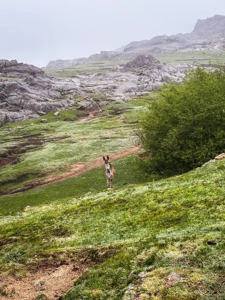 Arjantin, Cordoba 'daki Cerro Champaqui' de kayalık bir arazide dost bir eşek. Yüksek kalite fotoğraf