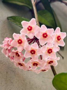 A beautiful pink hoya carnosa flower and green leaves. Porcelain flower or wax plant. High quality photo clipart