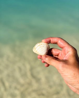 Okyanus kıyısında deniz kabuğunu nazikçe tutan bir elin yakın çekimi. Tropikal bir ortamda doğal güzellikle bağ kuran sakin bir anı yakalıyor. Yüksek kalite fotoğraf