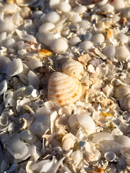 Cayo Santa Maria, Küba 'da altın saatinde kumlu bir sahilde çeşitli deniz kabuklarının yakın çekimi. Yüksek kalite fotoğraf