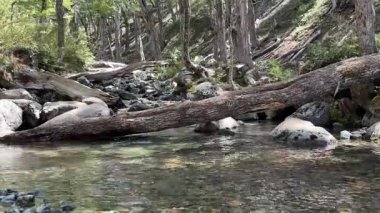 Rio Negro, El Bolson 'daki ormanlık alanda küçük bir nehir. Arjantin. Yüksek kalite 4k görüntü