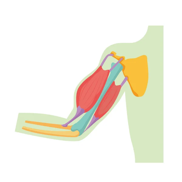 Illustrazione Illustrata Dei Muscoli Delle Braccia — Vettoriale Stock