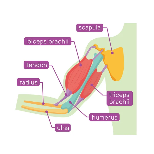 Illustrazione Illustrata Delle Ossa Delle Braccia Dei Muscoli — Vettoriale Stock
