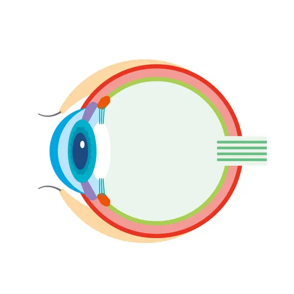 Illustrazione Sezione Trasversale Bulbo Oculare — Vettoriale Stock