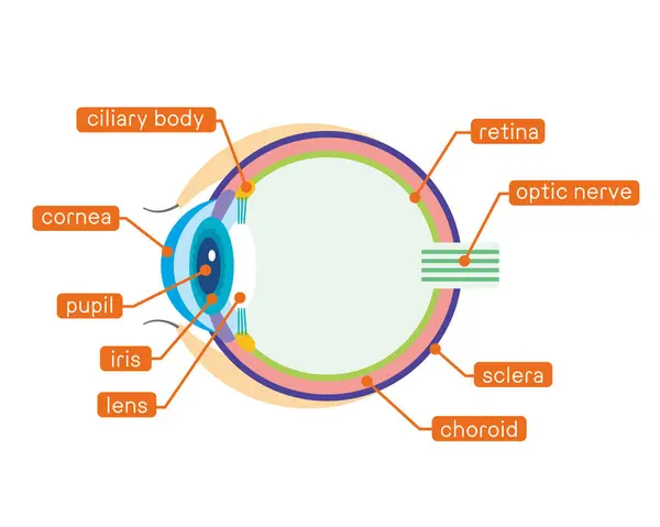 stock vector Illustration of the structure of the eye