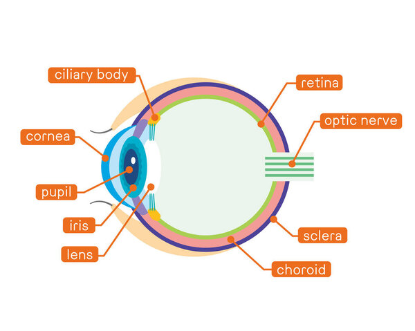 Illustration of the structure of the eye