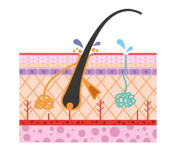 Derinin kesitsel yapısının gösterimi