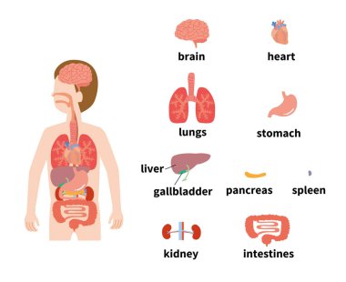 İnsan organlarının resim çizimi