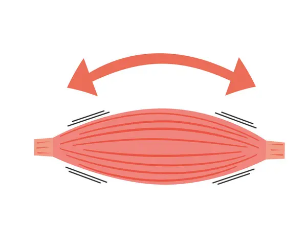 Esneme kaslarının resmi