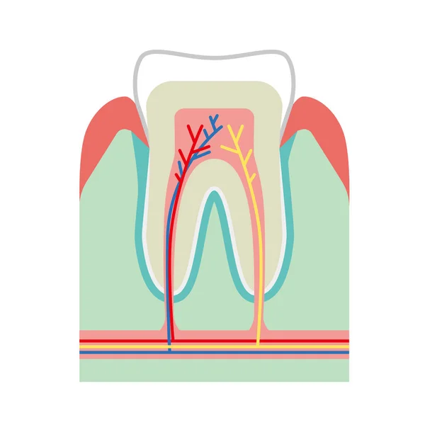Illustrazione Della Sezione Trasversale Spiegazione Dei Denti — Vettoriale Stock