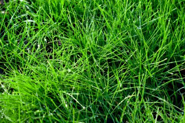 Çiğ damlaları olan çimenlerin arkaplan resmi