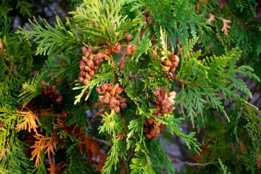 Çam kozalağı tomurcukları her zaman yeşil bir ağaçta