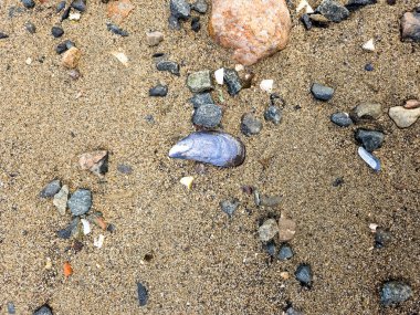 Kumsalda deniz kabukları.