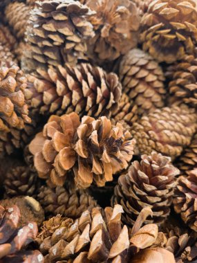 Çam kozalağı arka plan kış dokusu deseni