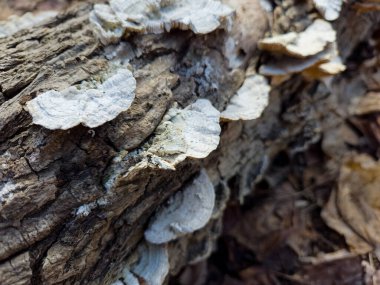 Düşen bir kütükte büyüyen Türkiye kuyruklu mantar mantarı