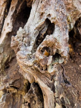 Doğal ağaç büyümeye yakın.