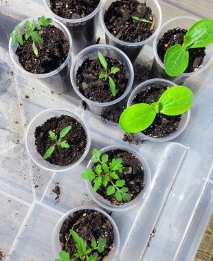 Başlangıç kadehlerinde fidanlar yetişiyor.