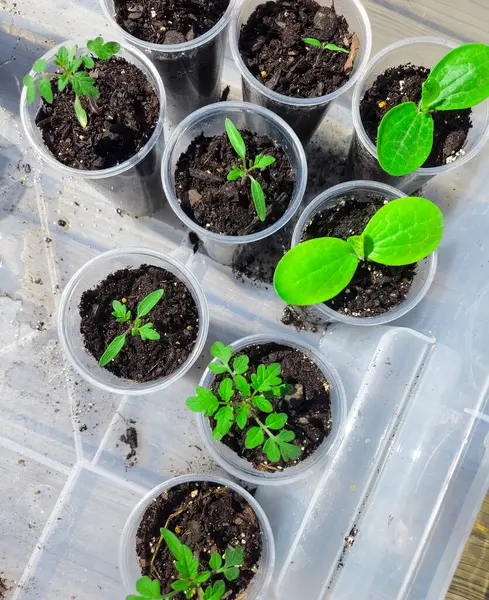 Başlangıç kadehlerinde fidanlar yetişiyor.
