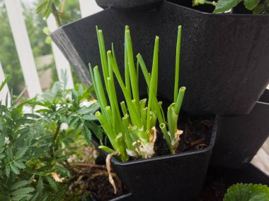 Bahçe konteynerinde büyüyen deniz tarakları