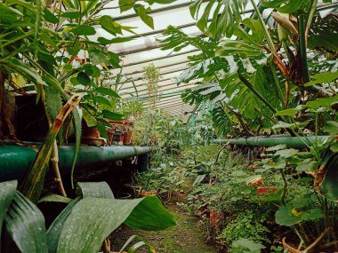 Egzotik bitkileri olan sera