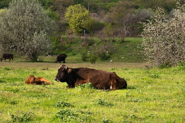 Cow Resting Field Her Calf — Stock Photo, Image