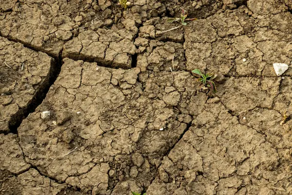 cracked soil in nature due to drought