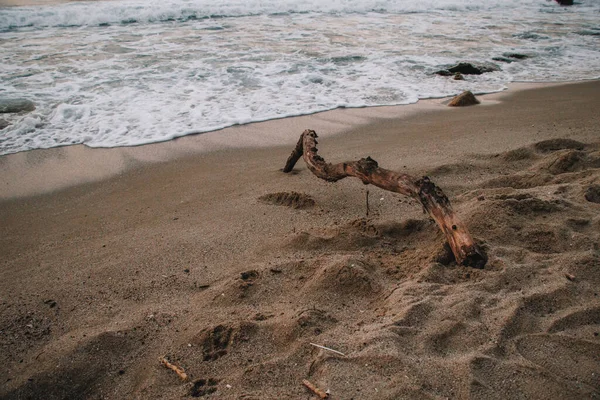 海滨和木制树枝 — 图库照片