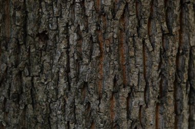 Ormandaki bir ağacın kabuğu.