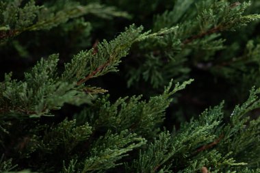 güzel yeşil bitkinin dokusu