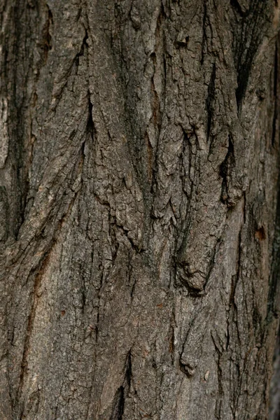 Kora Drzewa Bliska Lesie — Zdjęcie stockowe