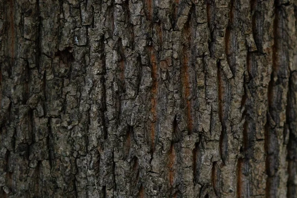 Bark Ett Träd Närbild Skogen — Stockfoto