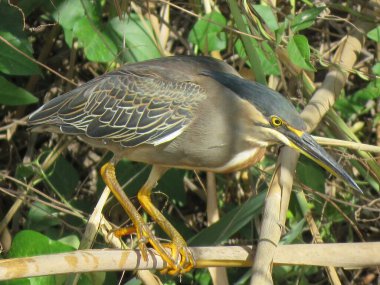 Çizgili balıkçıl, Tel-Aviv