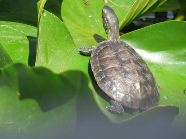 Kleine Schildkröte Teich — Stockfoto