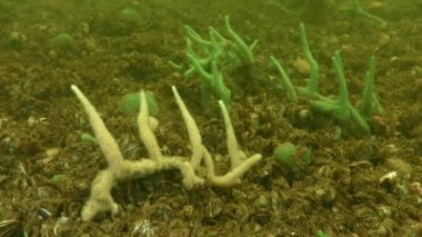 Farklı renk varyasyonları tatlı su süngeri altta Spongilla lacustris yumuşakça kabukları ile kaplı Zebra midyesi.