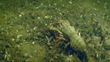 Kerevit üretimi: Dişi avrupa kerevitleri (Astacus astacus) yavaş yavaş dipte sürünür, sonra çerçeveyi terk eder, yumurtalar büstün altında görünür.