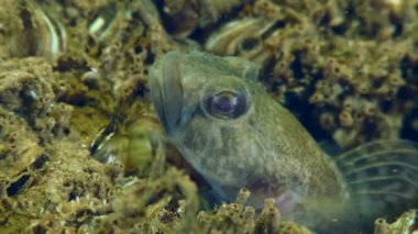 Erkek bir yarışçı goby (Babka gymnotrachelus) yuvasından dışarı çıkar ve pektoral yüzgeçleriyle suyu havalandırır, sonra yuvaya saklanır, çok yakın plan..