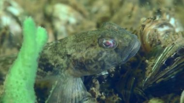 Nehrin dibindeki yeşil süngerin yanında üreme tüyleri içinde erkek yarışçı goby (Babka gymnotrachelus)..
