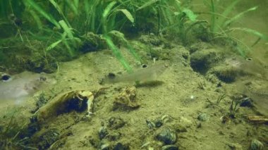 Uzaylı türleri: Neogobius melanostomus (Neogobius melanostomus) adlı bir grup yeşil su bitkilerine karşı nehrin dibinde.
