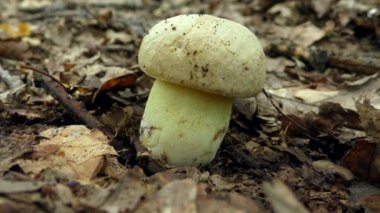Genç mantar iyot Bolete (Hemileccinum impolitum) orman zemininin arka planına karşı, yakın plan.