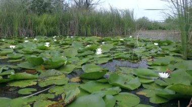 Reed ve White Water-Lily ya da Avrupa beyaz su zambağı (Nymphaea alba) genellikle baskın tatlı su türleridir..