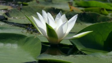 Beyaz Nilüfer çiçeği ya da Avrupa beyaz nilüfer çiçeği (Nymphaea alba) bir tatlı su deposunun yüzeyinde, yakın plan.