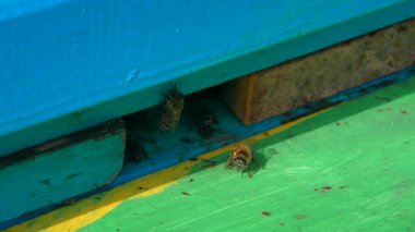Çok sayıda Bal arısı (Apis mellifera) kovanın girişine doğru uçar ve yakından içine girer..