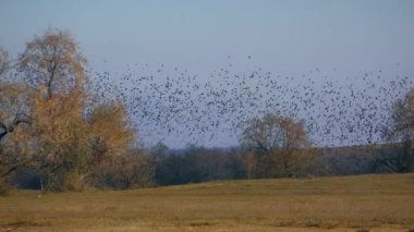 Havadaki devasa sığırcık sürüsünün (Sturnus vulgaris) hareketi hızlı ve dalgalı bir kara akıntıya benzer..