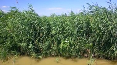 Tatlı su rezervuarının kıyısındaki yaygın sazlıklar (Phragmites australis).